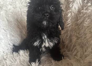 Cavapoo suczka black mama cavalier tata pudel toy red