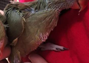 Aleksandretta ręcznie karmiona, oswojona. Kwiecień 2025