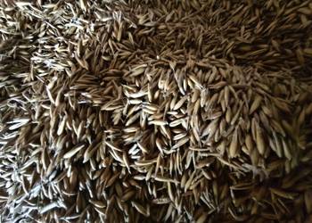 Sprzedam owies Bingo