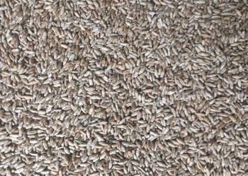 Jęczmień jary adwokat