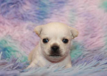 Chihuahua długowłosy chłopiec ZKwP FCI. Prawdziwy rodowód!