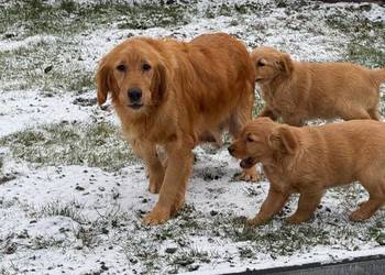 Suczki Golden retriever