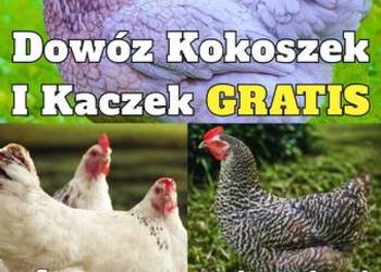 Ferma Drobiu W Ładnej 97A - Dowóz Kokoszek i Kaczek Dowózka GRATIS