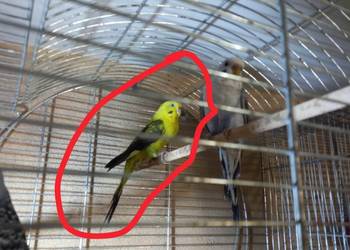 Sprzedam papugę falistą Blacwing