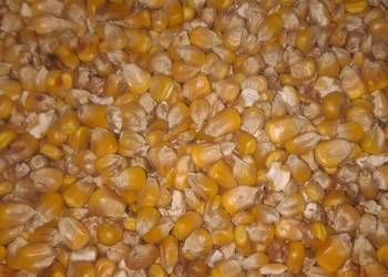 Sucha kukurydzy 2025