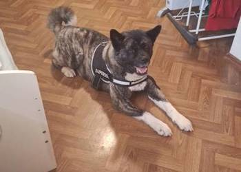 Akita Amerykańska - Samiec reproduktor -5lat- rodowód.