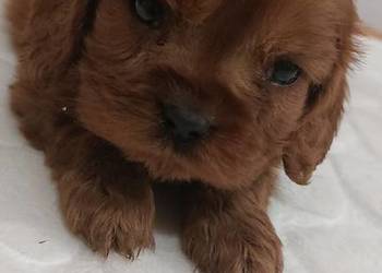 Cavalier king charles spaniel