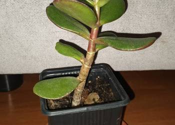 Grubosz, crassula, drzewko szczęścia, nr 4  kwiat rosnący