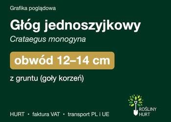 Głóg jednoszyjkowy obwód 12-14 cm, z gruntu – HURT