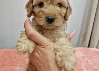 Cockapoo szczeniaki cockapoo