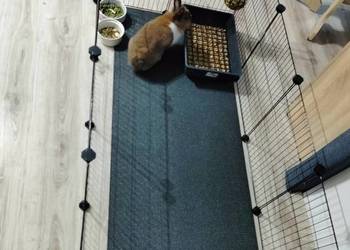 Metalowy wybieg dla świnki morskiej kojec klatka moduły