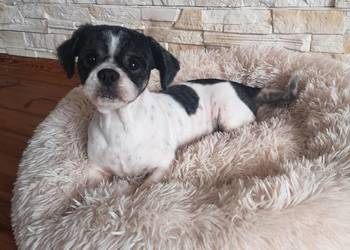 Shih Tzu odchowany piekny piesek