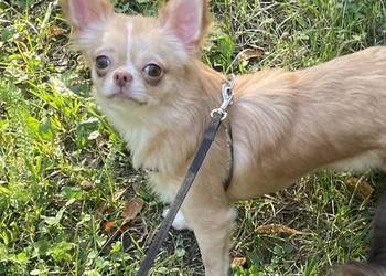 Śliczna sunia - Chihuahua długowłosa