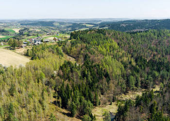 Na sprzedaż pastwisko zalesione w Jastrzębi Na sprzedaż pastwisko zalesione w Jastrzębi