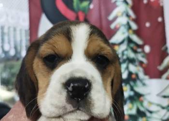 Szczenięta rasy Beagle rodowodowe, profil DNA