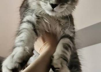 CatsMyLove kociaki