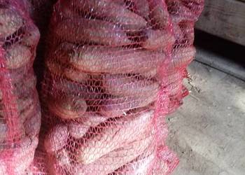 Burak buraczek ćwikłowy długi okrągły