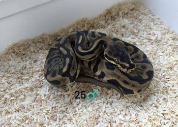 Pyton Królewski Regius samiec Pyton Królewski Regius samiec