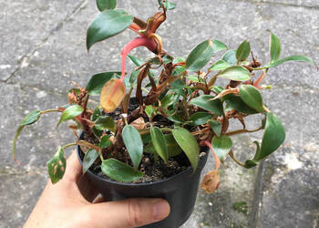 Filodendron Philodendron pincushion miniatura do odratowania Filodendron Philodendron pincushion miniatura do odratowania