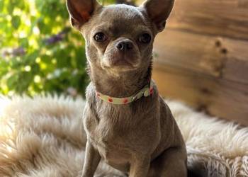 Reproduktor chihuahua Lilac badania DNA sprawdzony