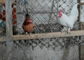 Sprzedam koguty liliputy