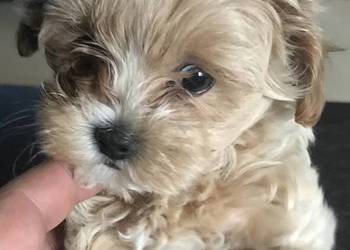 Maltipoo po malutkich rodzicach pudel toy red / maltańczyk