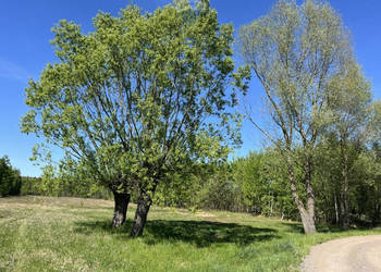 Działka siedliskowa w Pustelniku