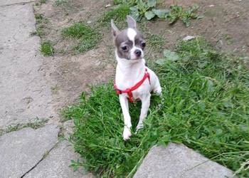 Sprzedam samca chihuahua