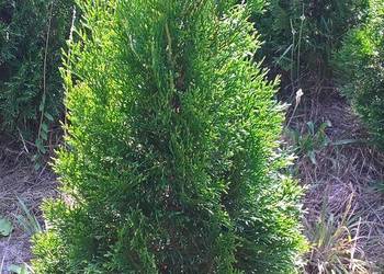 Sprzedam Plantację Żywotnik Szmaragd Żywopłot