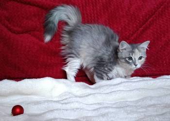 Koty Syberyjskie - MAGIA ZKolakowegoDomu*PL