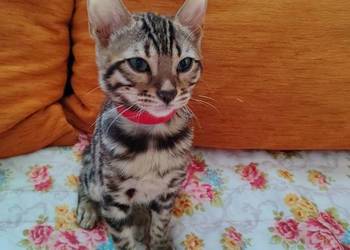Sprzedam Piękną Kotkę Bengalkę