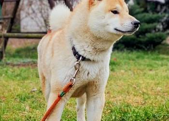 Shiba Inu - czerwony, przemiły piesek