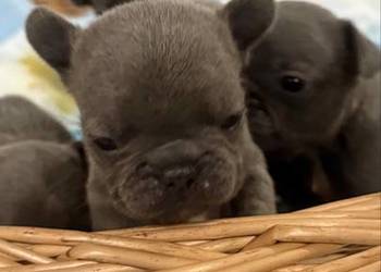 Buldog  francuski blue odbiór 20.04.2006