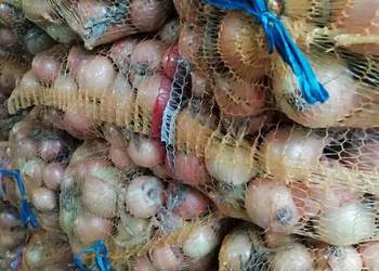 Cebula w złotej łusce Cebula w złotej łusce