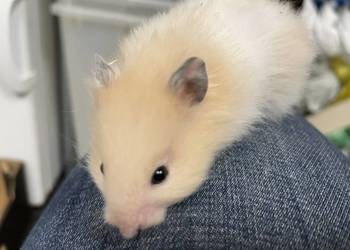 chomik syryjski długowłosy w Gliwicach