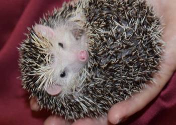 Jeż jeże jeżyki pigmejki Hodowla KUJAKI SŁODZIAKI K ZRROWIA
