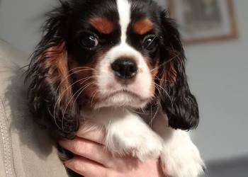 Cavalier King Charles Spaniel /Tricolor 2025