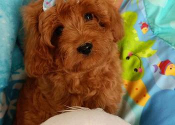 Cavapoo f1b