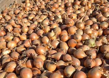 Sprzedam cebule na wysadke