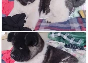 Akita amerykańska Suczka