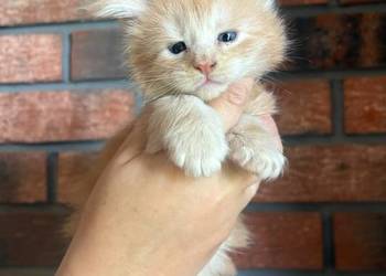 Maine Coon - Ozzy