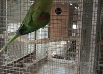 Aleksandretta Wielka - samica 3 lata.