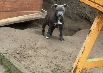 Staffordshire Bull Terrier błekitny piesek Staffordshire Bull Terrier błekitny piesek