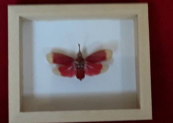 Owad w ramce 8x10 cm Pyrops Hamdjahi 60 mm .