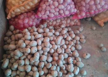 ziemniaki wielkości sadzeniaka Bellarosa, Tajfun  kaliber 3,5-6 cm