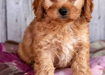 Maltipoo szczeniaki OSTATNIA SUCZKA