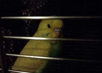 Papużka falista oswojona z klatką nową+karma duża gratis