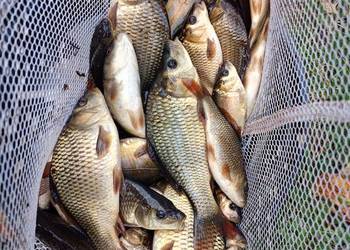 Narybek karp pełnołuski królewski okoń Narybek karp pełnołuski królewski okoń