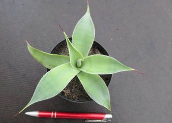 Śliczna agawa - Agave celsii albidor - ostatnia sadzonka