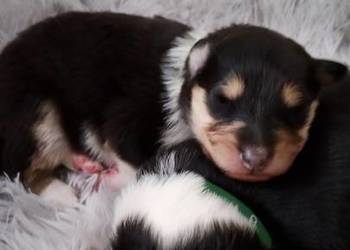Owczarek szkocki collie długowłosy suczki tricolor